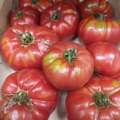 Tomate rosa "Cantamisina" BIO