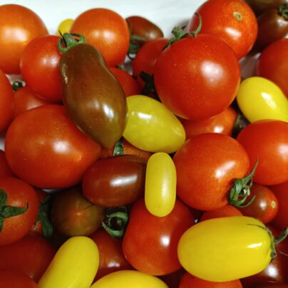Tomate cherry ecológico "Cantamisina" 500g BIO