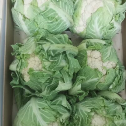 Coliflor ecológica BIO