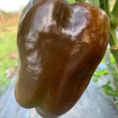 Pimiento chocolate ecológico Cantamisina 500g BIO