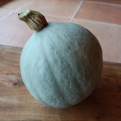 Calabaza potimarrón Blue ballet 'Cantamisina' BIO