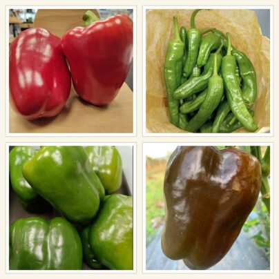Lote de pimientos ecológicos Cantamisina BIO