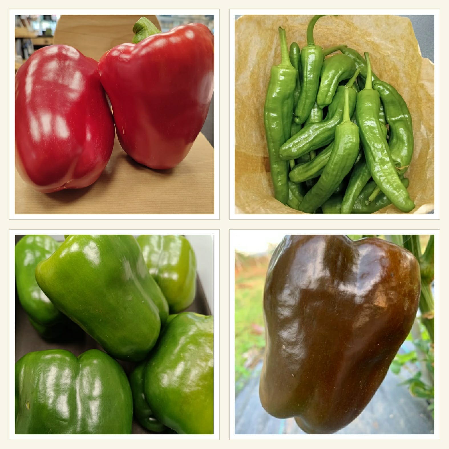 Lote de pimientos ecológicos Cantamisina BIO